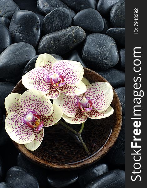 Purple orchid and black stones with reflection. Purple orchid and black stones with reflection