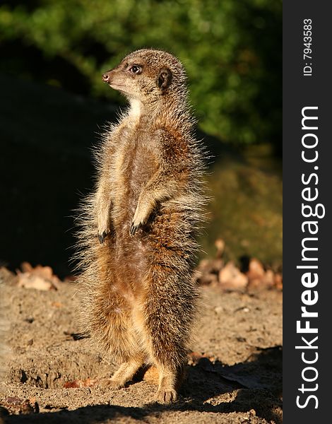 Animals: Little meerkat standing upright and looking