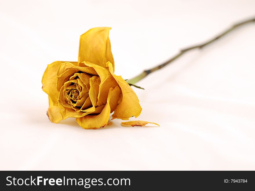 Yellow  rose on white, central focus. Yellow  rose on white, central focus