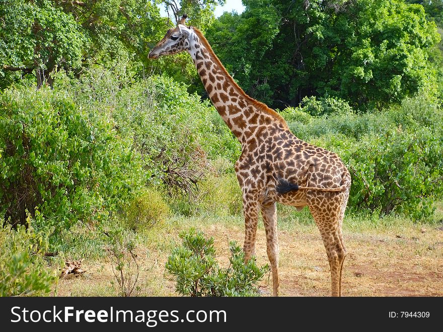 The giraffe in Tanzania, Africa