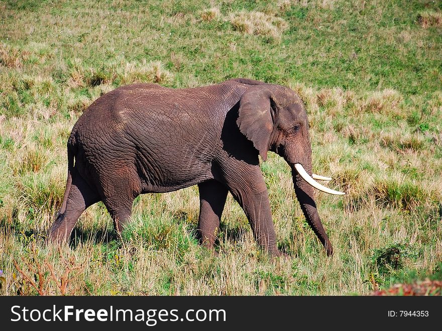 The african elephant in Tanzania