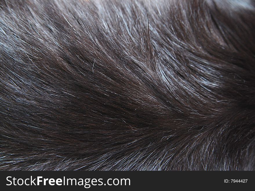Differently colored cat fur in close-up