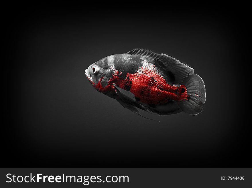 14 Inch Oscar, swimming in a 55 Gallon tank. Photo is black and white with red. 14 Inch Oscar, swimming in a 55 Gallon tank. Photo is black and white with red.