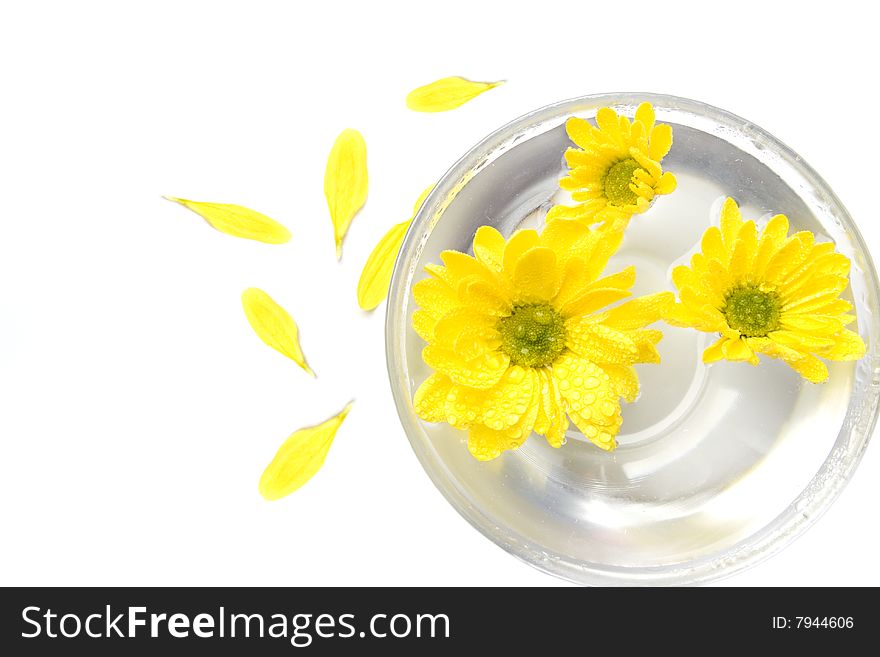 Yellow flowers in water and petals