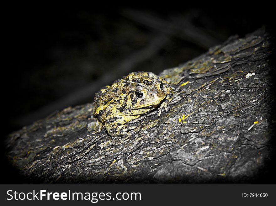 A toad in the woods resting on a tree during the day. A toad in the woods resting on a tree during the day.