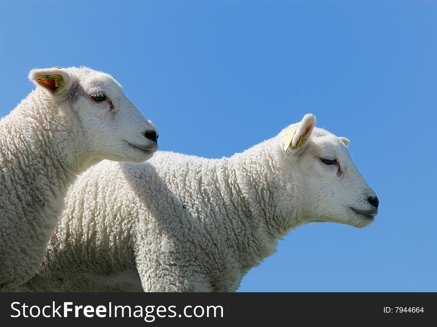 Cute and curious lambs in spring. Cute and curious lambs in spring