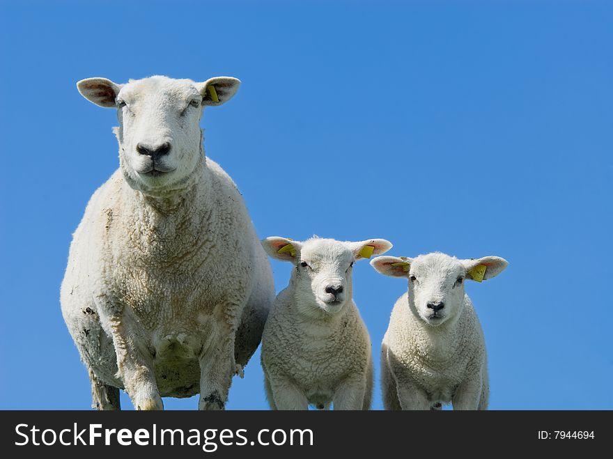 Cute and curious lambs in spring. Cute and curious lambs in spring