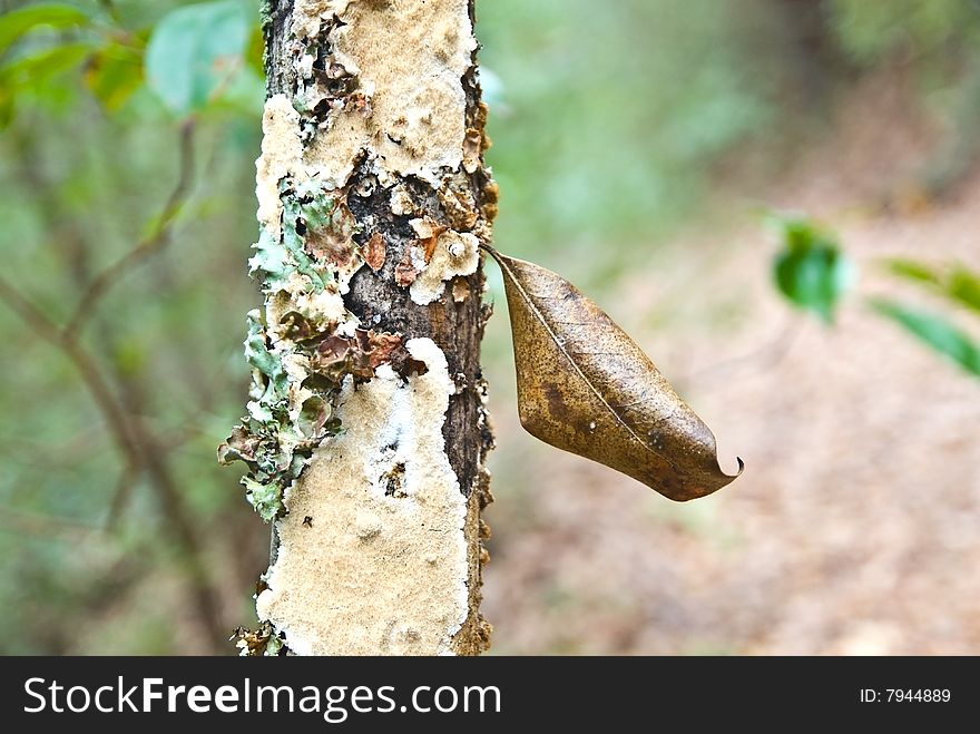 Leaf Stuck in Tree Bark