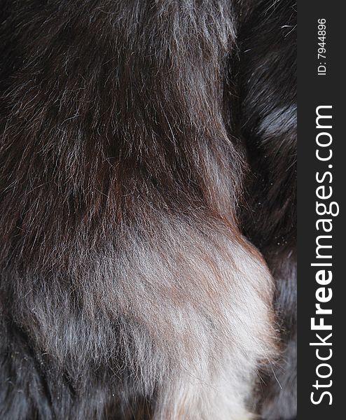 Differently colored cat fur in close-up