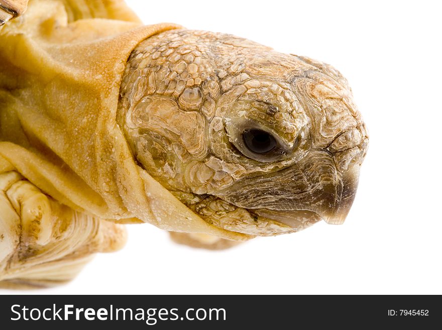 Detail of a head of a tortoise - Geochelone Pardalis - on the white background