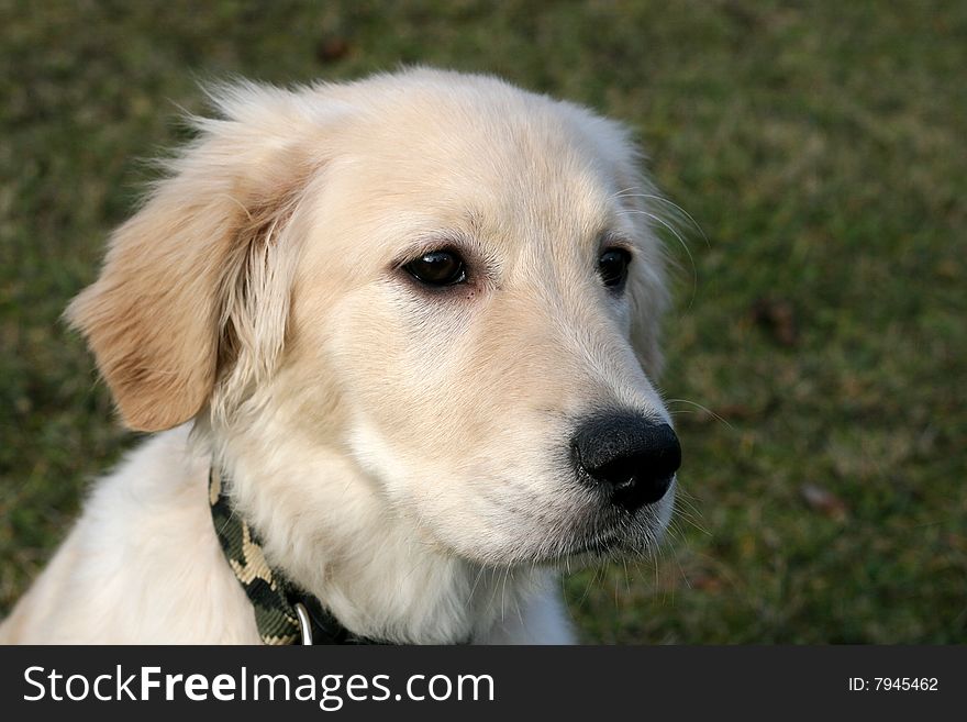 A close-up photo of puppy of golden retriever. A close-up photo of puppy of golden retriever