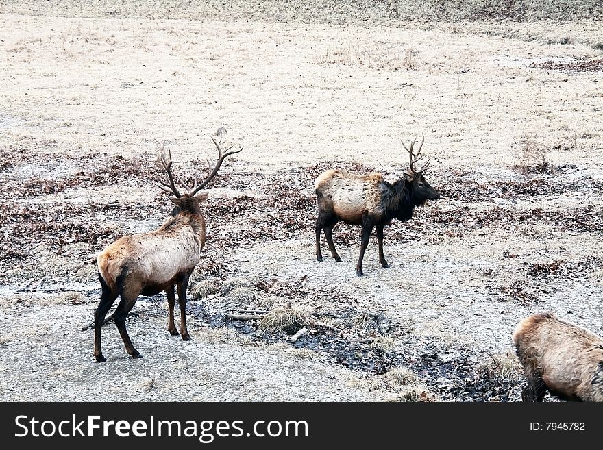 Bull elk in meadow wildlife