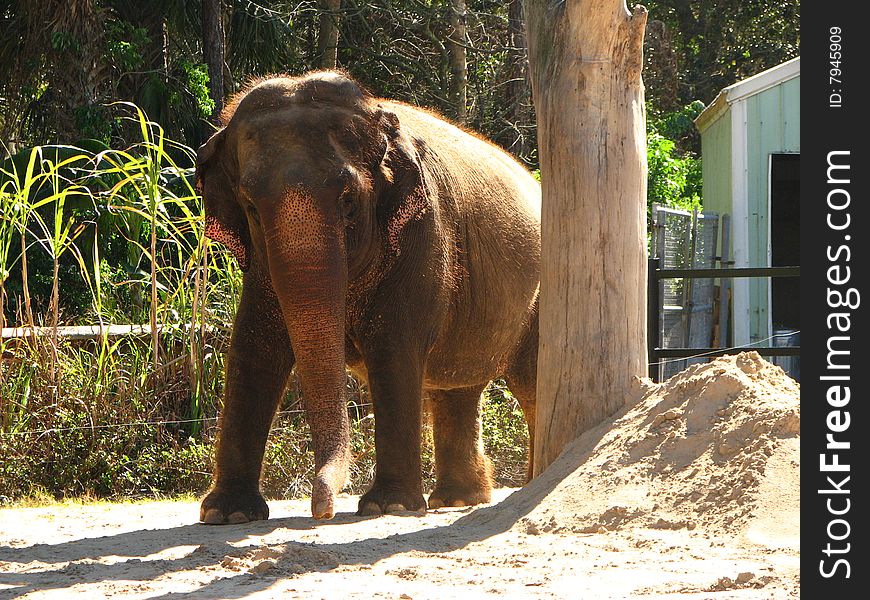 A large bull elephant in captivity in a park in Florida.