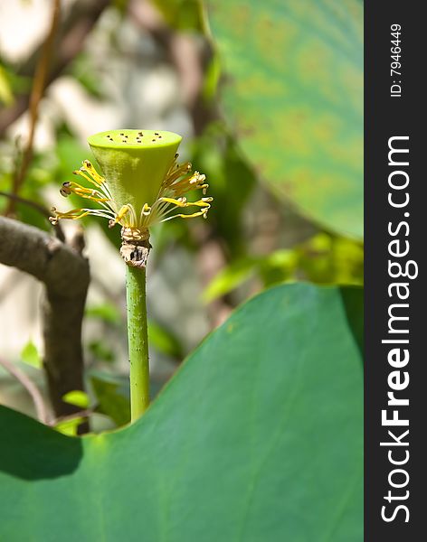 Lotus bud in bright sunlight