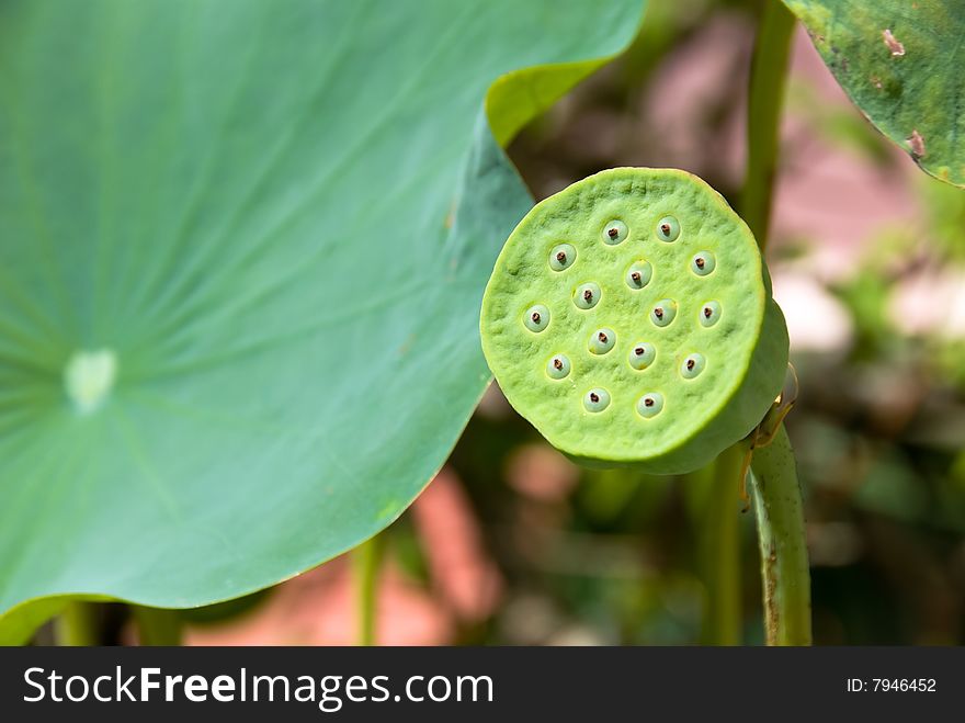 Lotus Bud