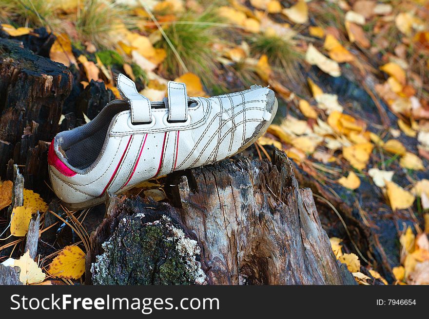 A lost tennis shoe forgotten in the woods.