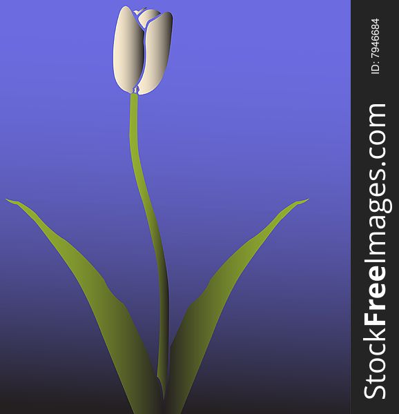White single tulip on blue background standing