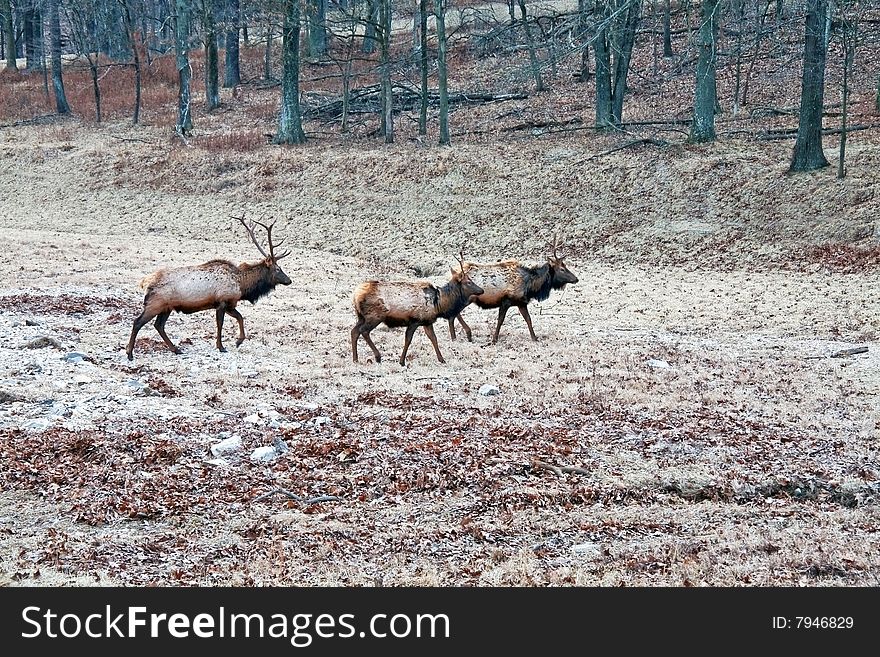 Three bull elk crossing field