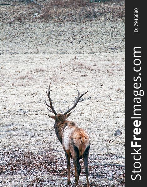 Bull elk