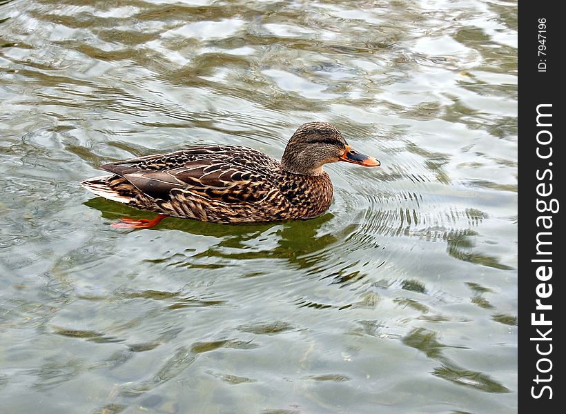 Wild duck swimming on water,birds waterfowl