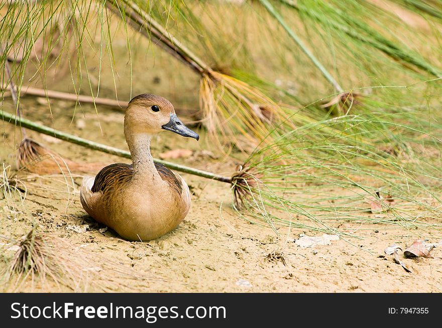 The proverbial sitting duck sitting among fallen reeds on the dried mud flats of a marshy pond