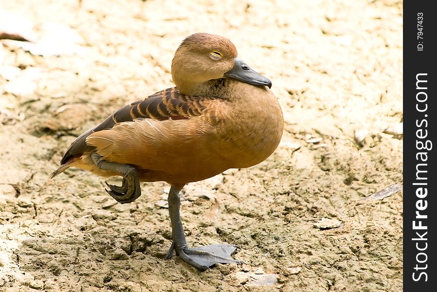 Duck asleep on one web feet in the shade on the dried mud flats of a marshy pond. Duck asleep on one web feet in the shade on the dried mud flats of a marshy pond