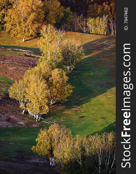 An image of autumn tree on a hill. autumn theme. An image of autumn tree on a hill. autumn theme