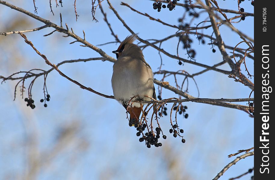 This cedar waxwing is feeding in a choke cherry tree. he is one of many.