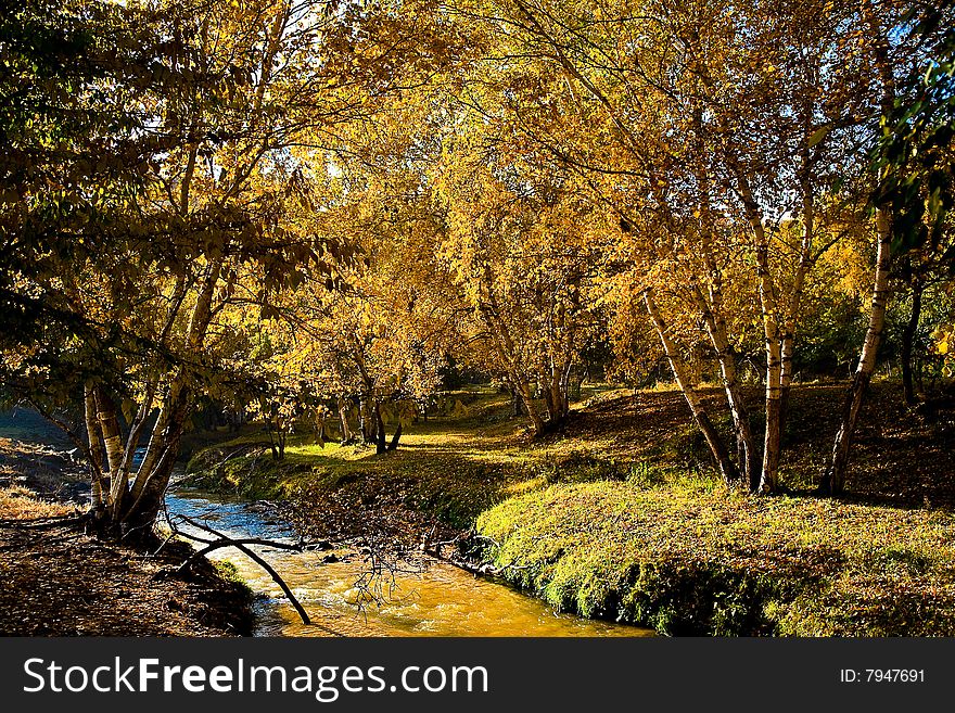 Autumn leaves falling in the river.