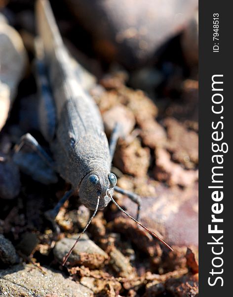 Stone grasshopper looking great in sunny day.