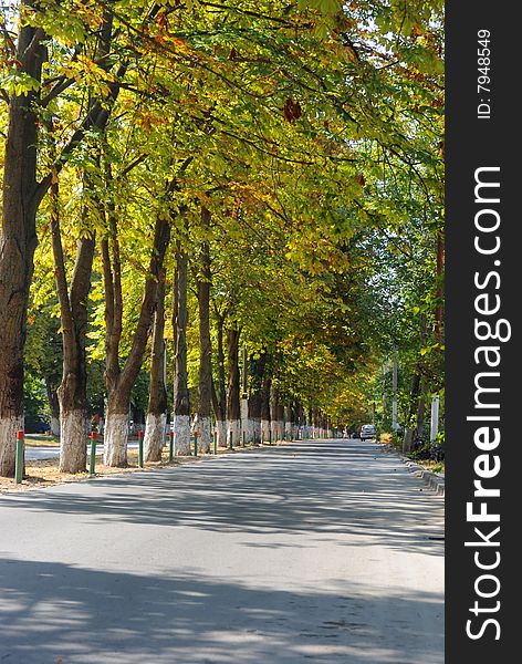 Tree avenue watching the road