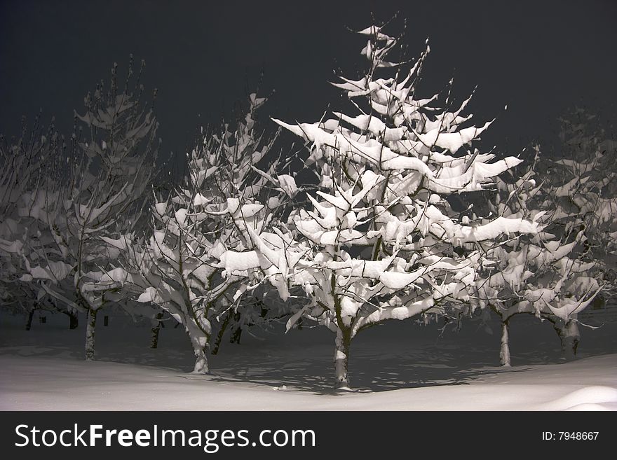 Fresh fruit trees in snowy cold winter night. Fresh fruit trees in snowy cold winter night.