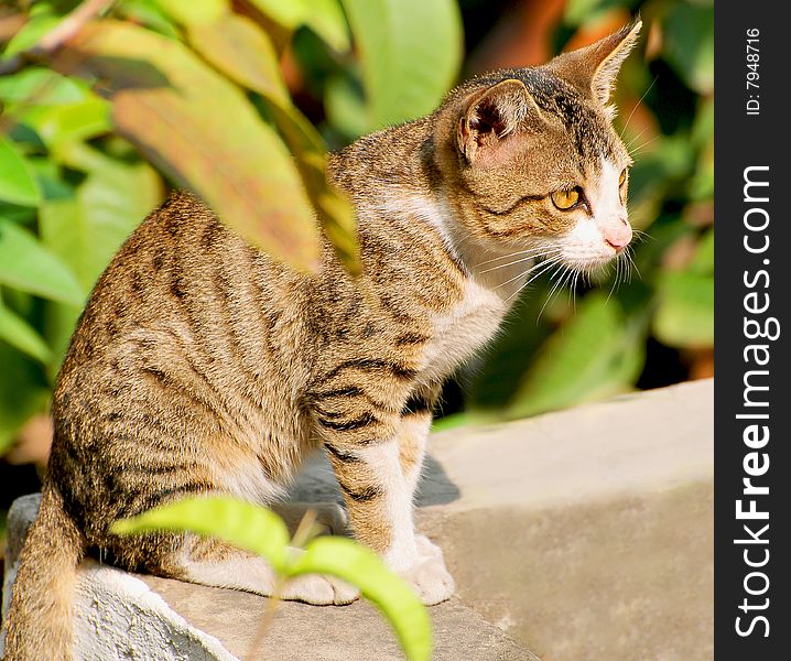 Wild cat sitting on the roof.