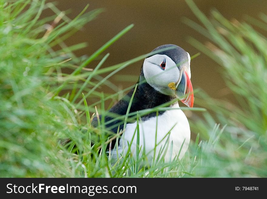 Puffins, which is hidden in the high grass.