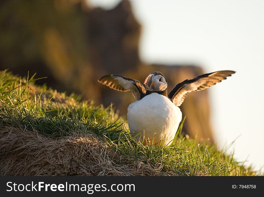 Puffin