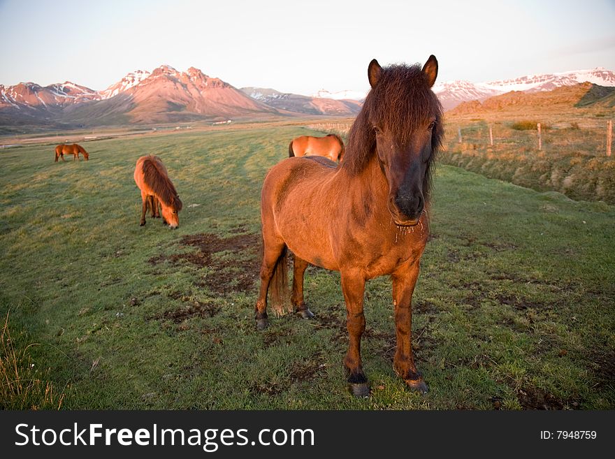 Icelandic Horses