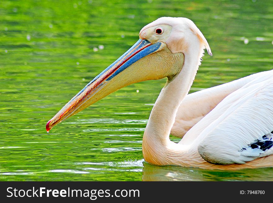 White pelican looking great in green water.