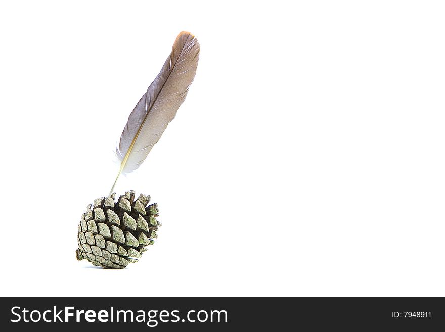 Isolate pine cone with feather