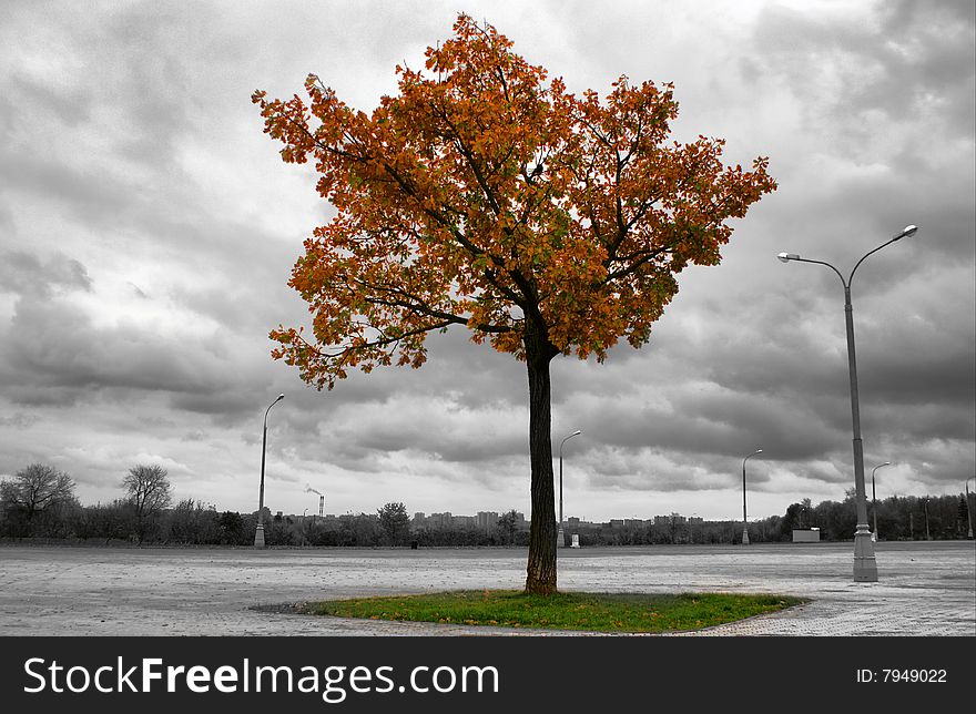 Autumn landscape, tree against the black-and-white area with lampposts. Autumn landscape, tree against the black-and-white area with lampposts.