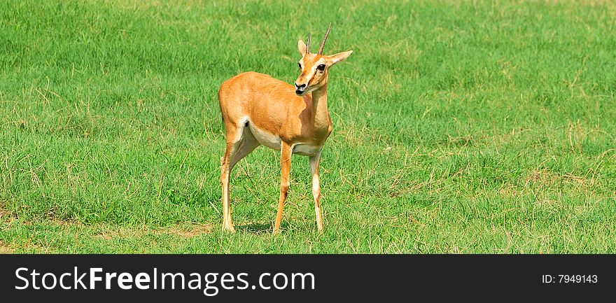 Chinkara deer looking great in green grass.