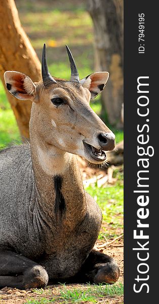 Chinkara deer sitting in wild.