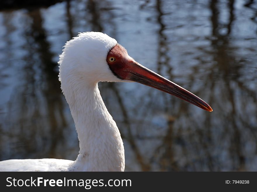 A White Wading Bird in the lake. A White Wading Bird in the lake