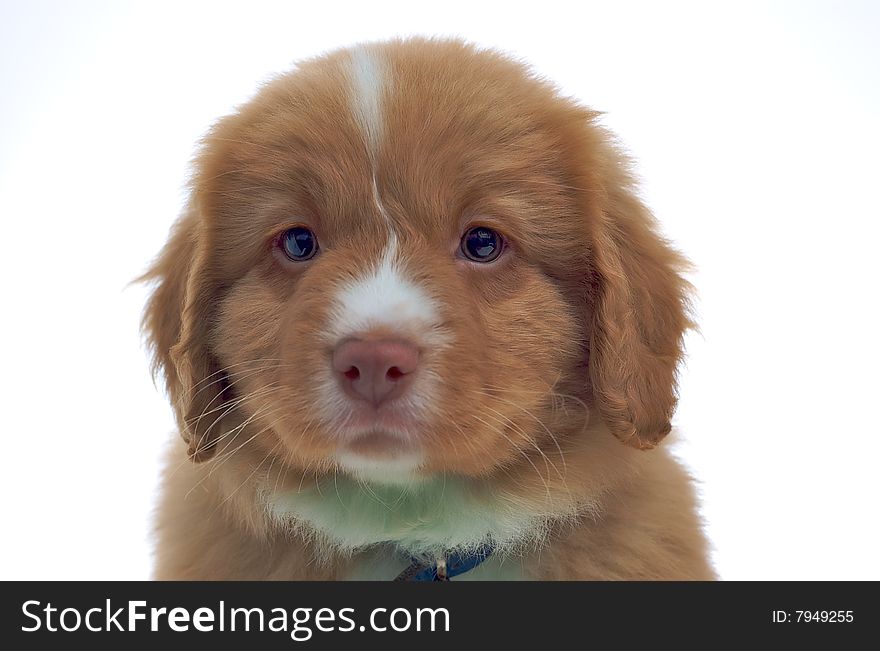 Nova Scotia Duck Toller puppy isolated on white