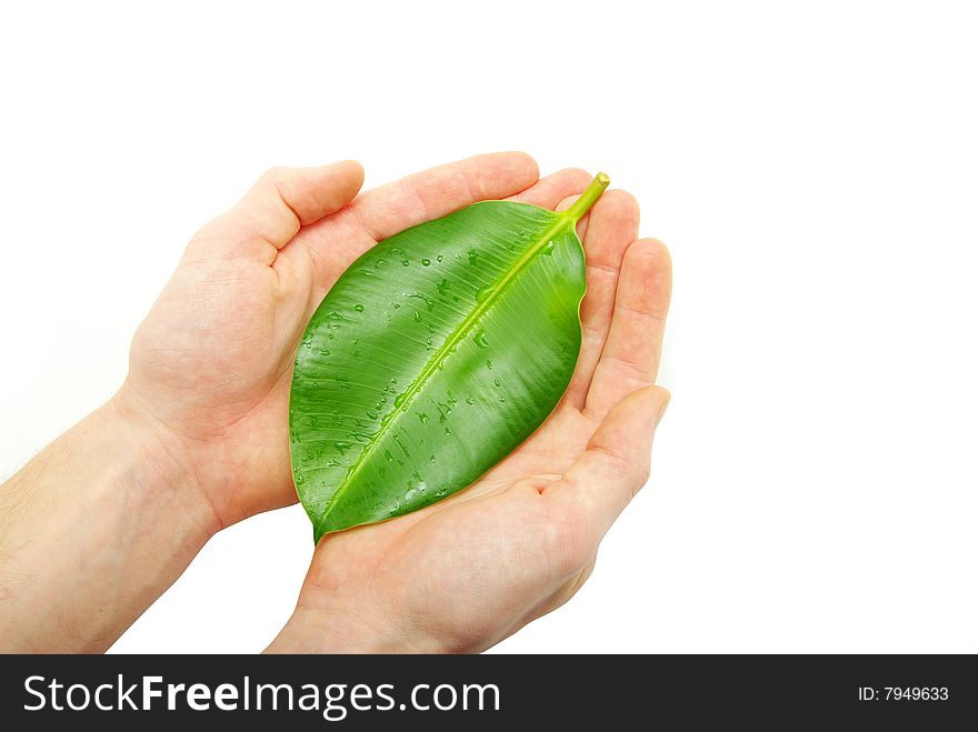 Green leaf in hands on white