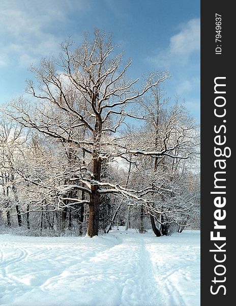 Oak tree in winter park