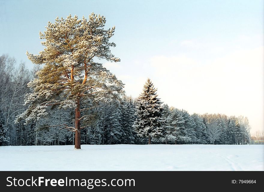 Pine-tree on winter forest background. Pine-tree on winter forest background