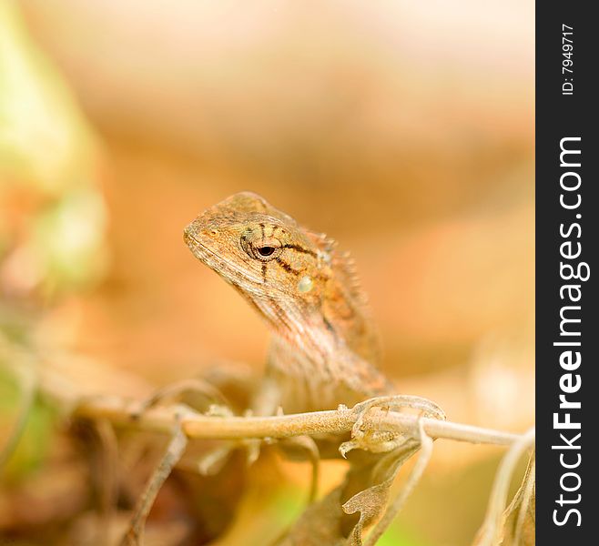 Closeup of chameleon in wild.