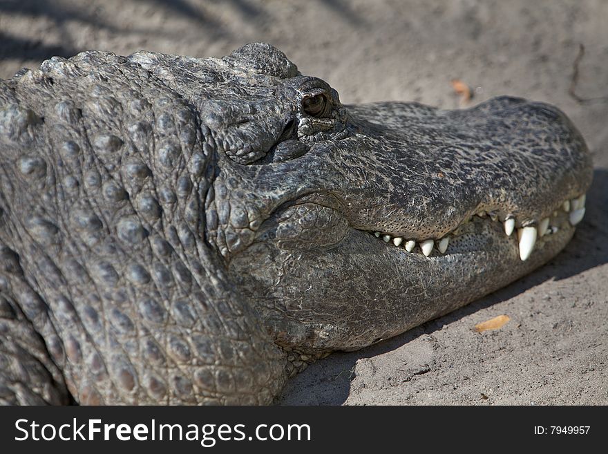 Alligator or Crocodile relaxing on a nice warm day. Alligator or Crocodile relaxing on a nice warm day