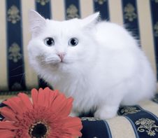 White Cat On Beautiful Sofa With Red Flower Stock Images