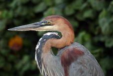 Goliath Heron Royalty Free Stock Images